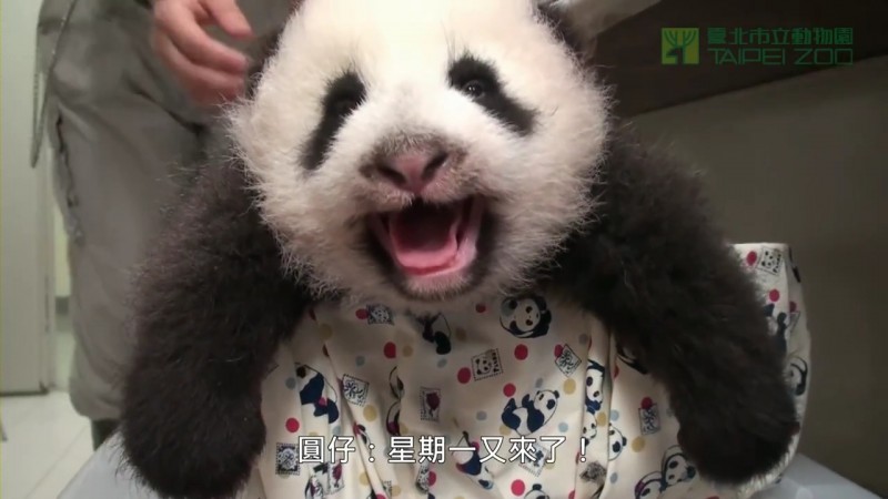 圓仔萌牙了 The Giant Panda Cub Start to Grow Teeth.mp4_000012700.jpg